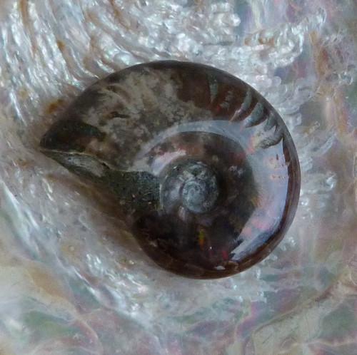 Amonit — foto 5