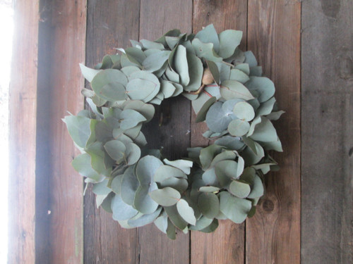Eucalyptový velkolistý — foto 2