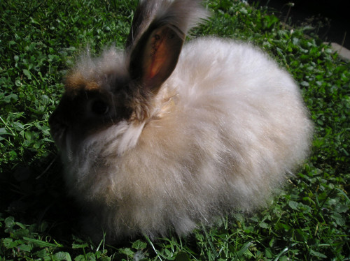 Angorská vlna béžová — foto 2