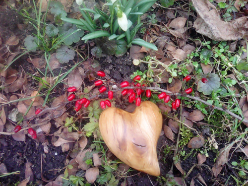 Sněženková srdíčka — foto 3