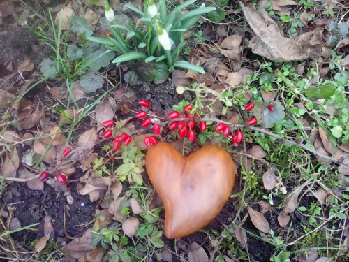 Sněženková srdíčka — foto 4