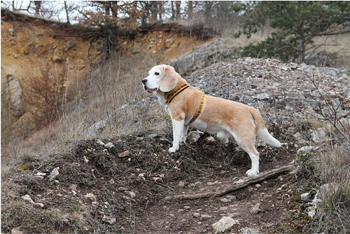 Bígl Barry — foto 3