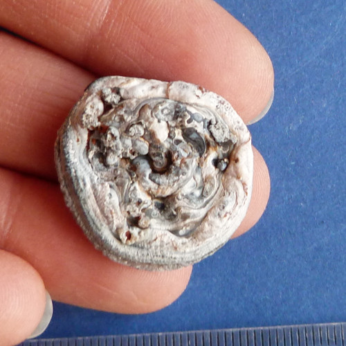 Chalcedon hadí oko — foto 2
