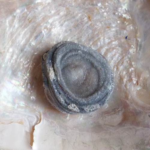 Chalcedon hadí oko — foto 5