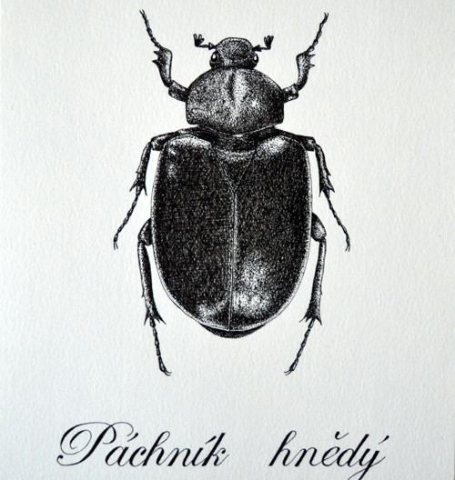Páchník hnědý - originál — foto 2