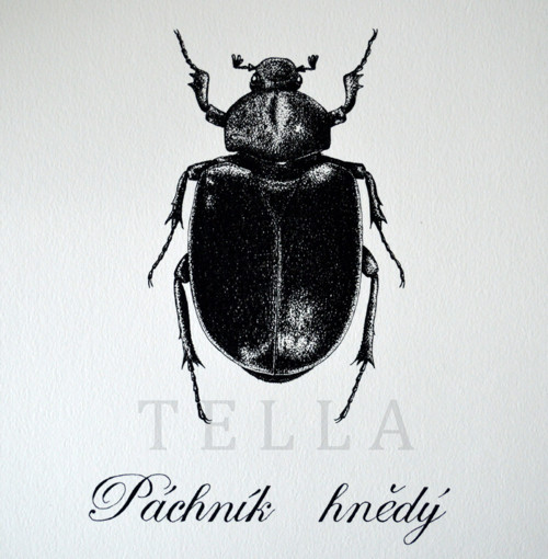 Páchník hnědý — foto 3