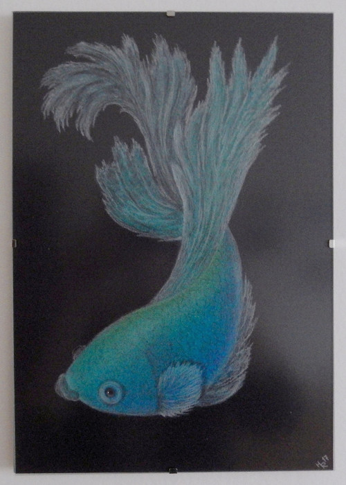 Betta bojovnice modrozelená — foto 2