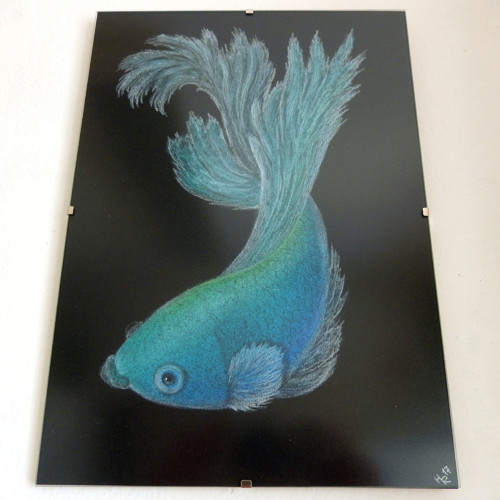Betta bojovnice modrozelená — foto 3