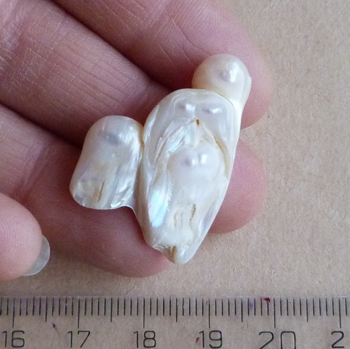 Perla kultivovaná — foto 3