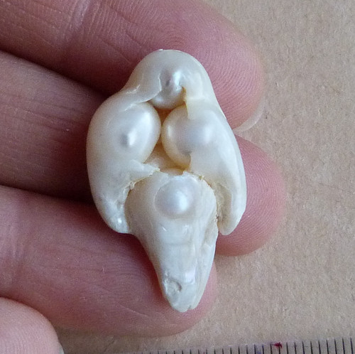 Perla kultivovaná — foto 2