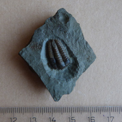 Trilobit - Ellipsocephalus Hoffi - ČR — foto 2
