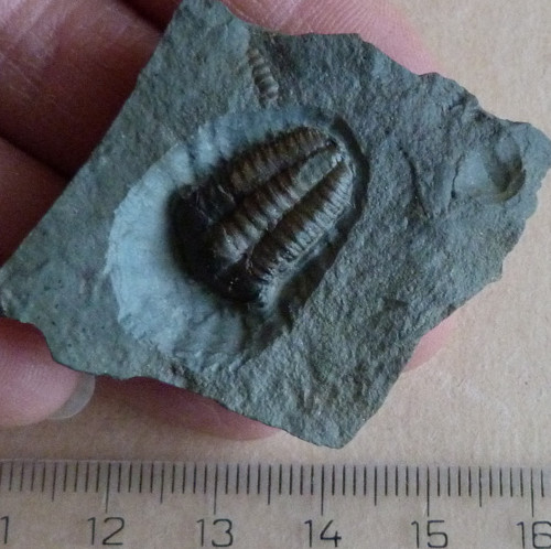 Trilobit - Ellipsocephalus Hoffi - ČR — foto 3