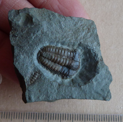 Trilobit - Ellipsocephalus Hoffi - ČR — foto 4