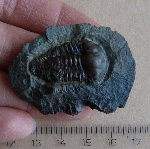 Trilobit - Ellipsocephalus Hoffi - ČR — foto 2