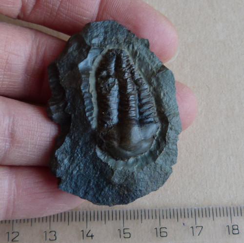 Trilobit - Ellipsocephalus Hoffi - ČR — foto 3