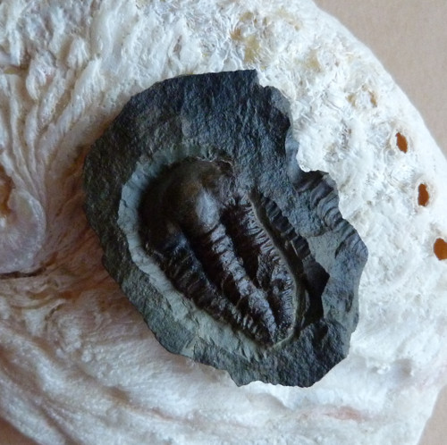 Trilobit - Ellipsocephalus Hoffi - ČR — foto 4
