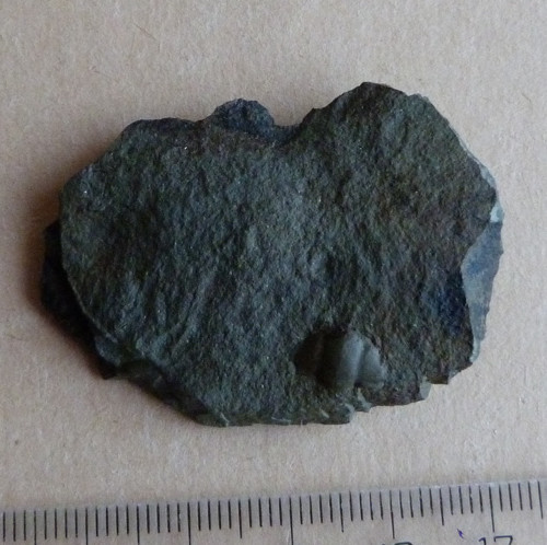 Trilobit - Ellipsocephalus Hoffi - ČR — foto 5