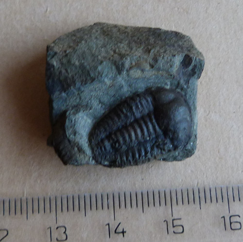 Trilobit - Ellipsocephalus Hoffi - ČR — foto 2