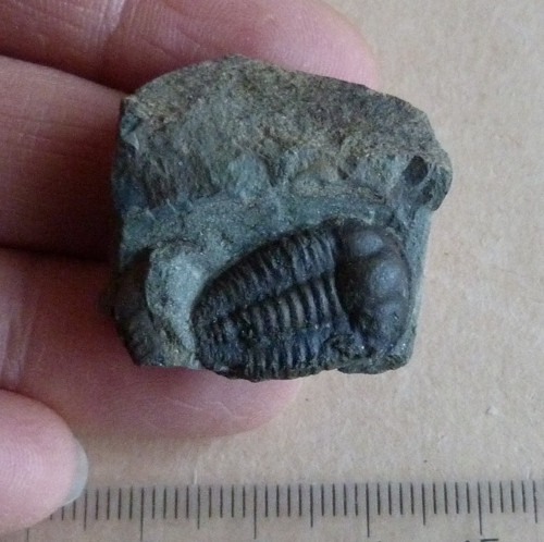 Trilobit - Ellipsocephalus Hoffi - ČR — foto 4