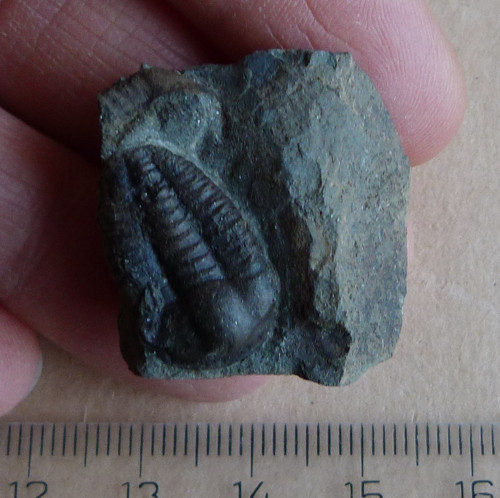 Trilobit - Ellipsocephalus Hoffi - ČR — foto 6