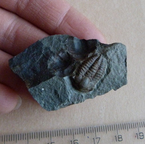 Trilobit - Ellipsocephalus Hoffi - ČR — foto 2