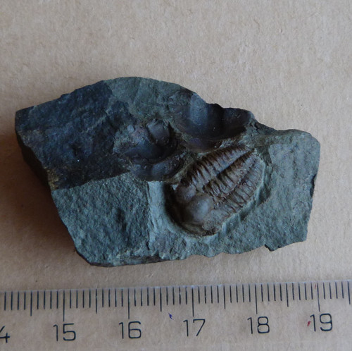 Trilobit - Ellipsocephalus Hoffi - ČR — foto 4