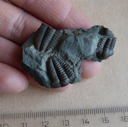 Trilobit - Ellipsocephalus Hoffi - ČR — foto 2