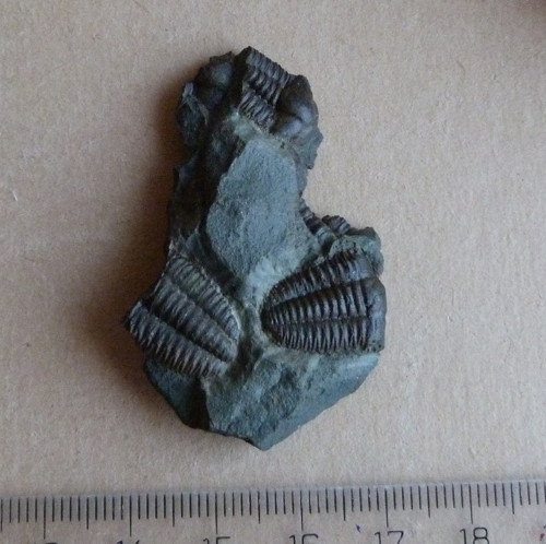 Trilobit - Ellipsocephalus Hoffi - ČR — foto 3