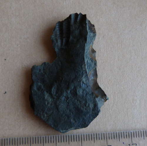 Trilobit - Ellipsocephalus Hoffi - ČR — foto 5