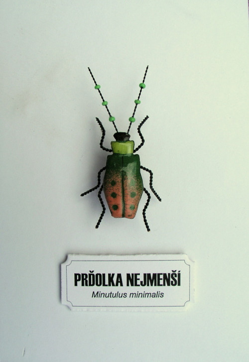 Prďolka nejmenší — foto 4