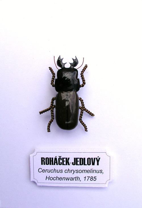 Roháček jedlový — foto 4