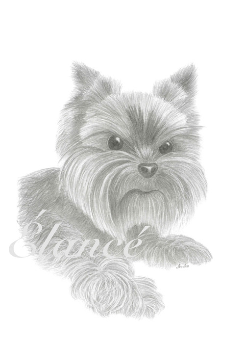 Yorkie — foto 2