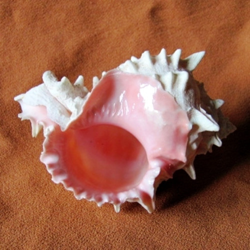 Mušle - hexaplex erythrostomus - murex — foto 2