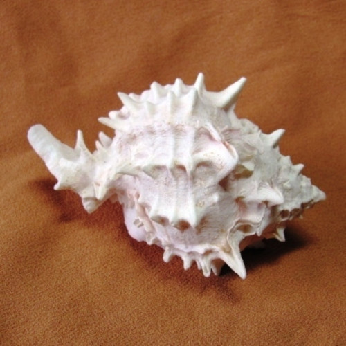 Mušle - hexaplex erythrostomus - murex — foto 3