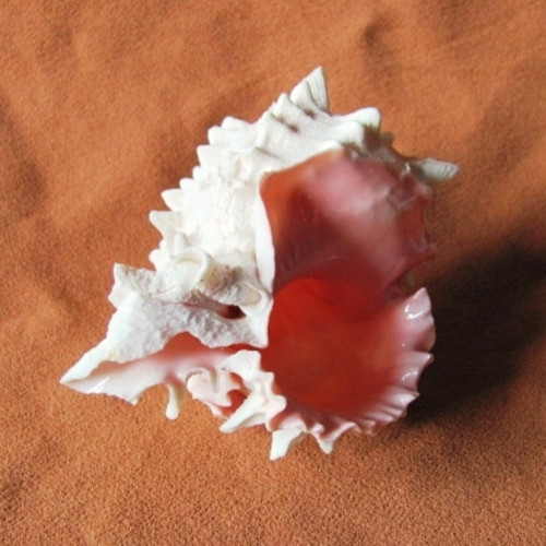 Mušle - hexaplex erythrostomus - murex — foto 4