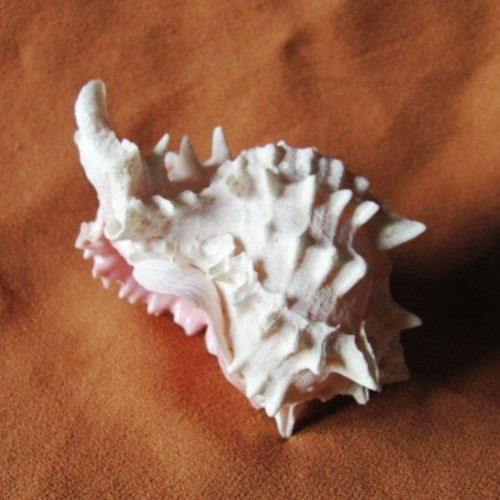 Mušle - hexaplex erythrostomus - murex — foto 5