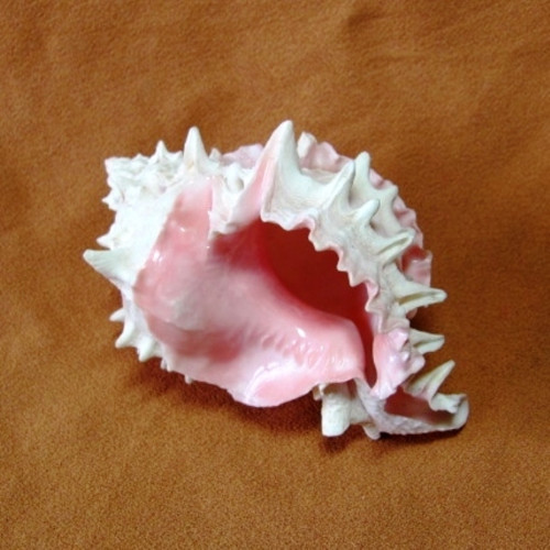 Mušle - hexaplex erythrostomus - murex — foto 6