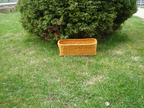 Mořený menší — foto 2