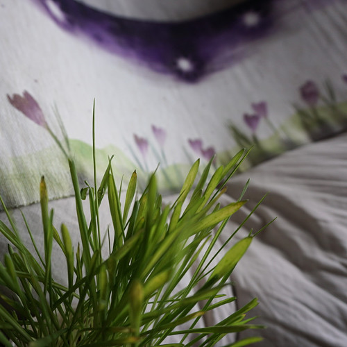 Krokusová noc — foto 4