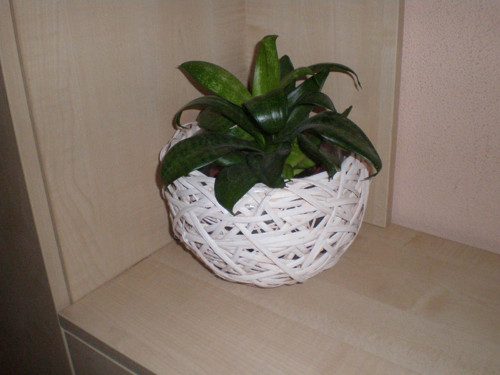 Obal šénový — foto 2