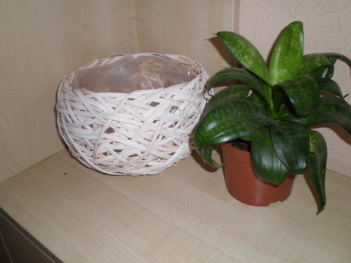 Obal šénový — foto 3