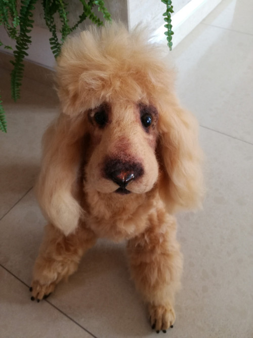 Fenka Pudlinka — foto 2