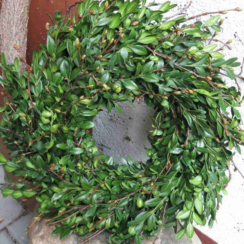 Věneček-Svěží zeleň — foto 2
