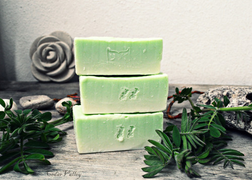 °°PURITY°° Tuhý šampon Nimbový — foto 3