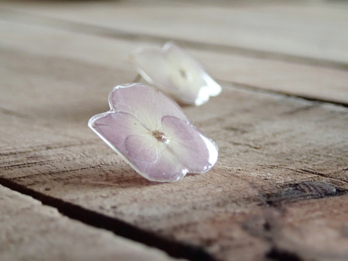 Hortensia — foto 3