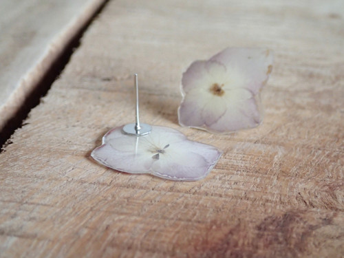 Hortensia — foto 4
