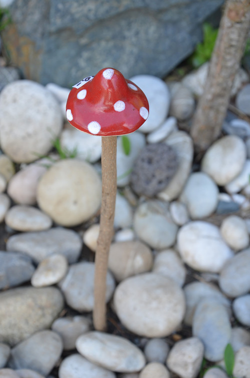 Už zase rostou! — foto 3