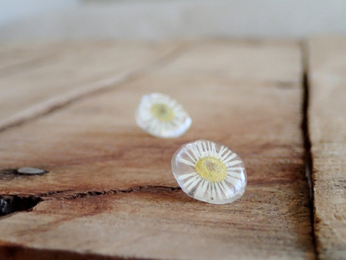 Daisy — foto 2