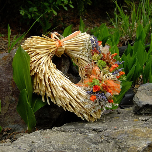 Srdíčko slámové - Orange — foto 3
