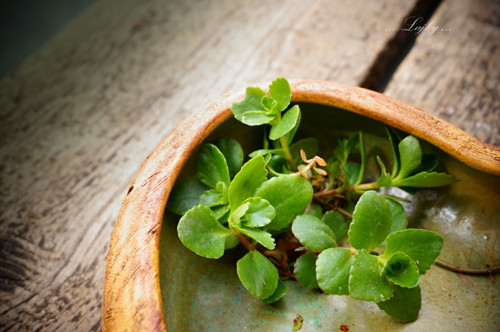 Green love — foto 2
